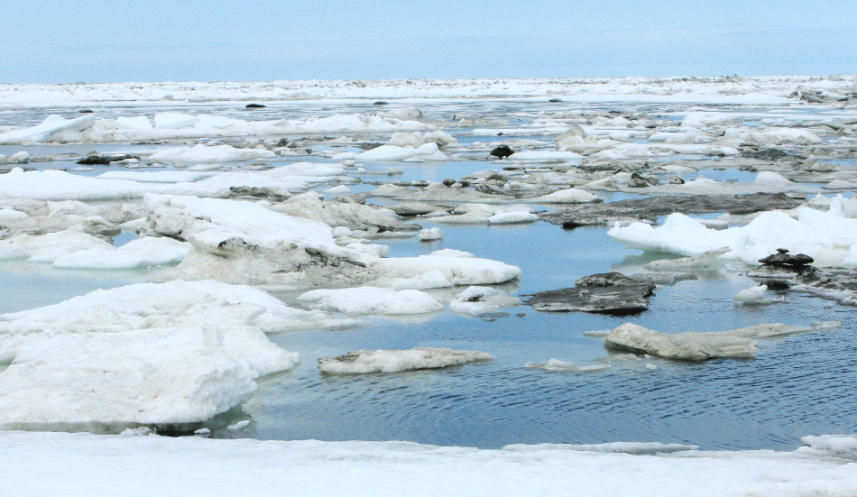 3 June 2011 Four inaccessible oogruk (bearded seal)