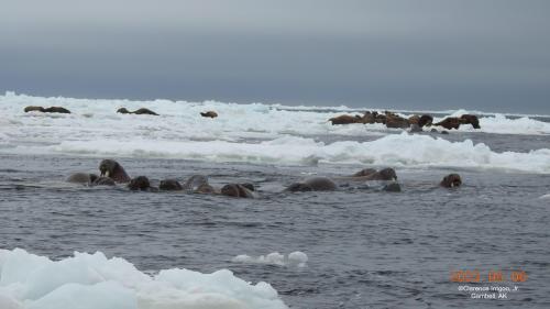 Walrus on ice near Gambell on Saturday, 6 May 2023. Photos courtesy of Clarence Irrigoo, Jr.