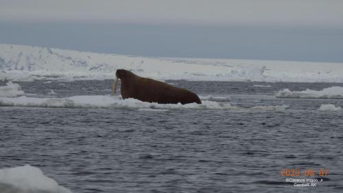 Walrus on ice near Gambell on Sunday, 7 May 2023. Photos courtesy of Clarence Irrigoo, Jr.