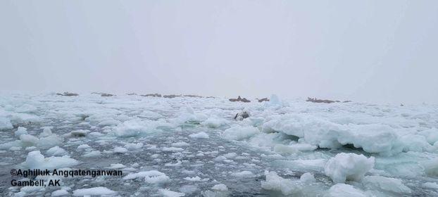 Weather and sea ice conditions near Gambell. Photo courtesy of Aghilluk Angqatenganwan.