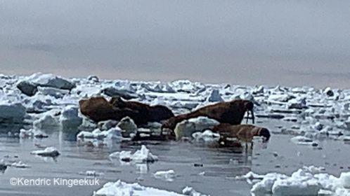 Walrus hauled out on the ice near Savoonga. Photo courtesy of Kendric Kingeekuk.