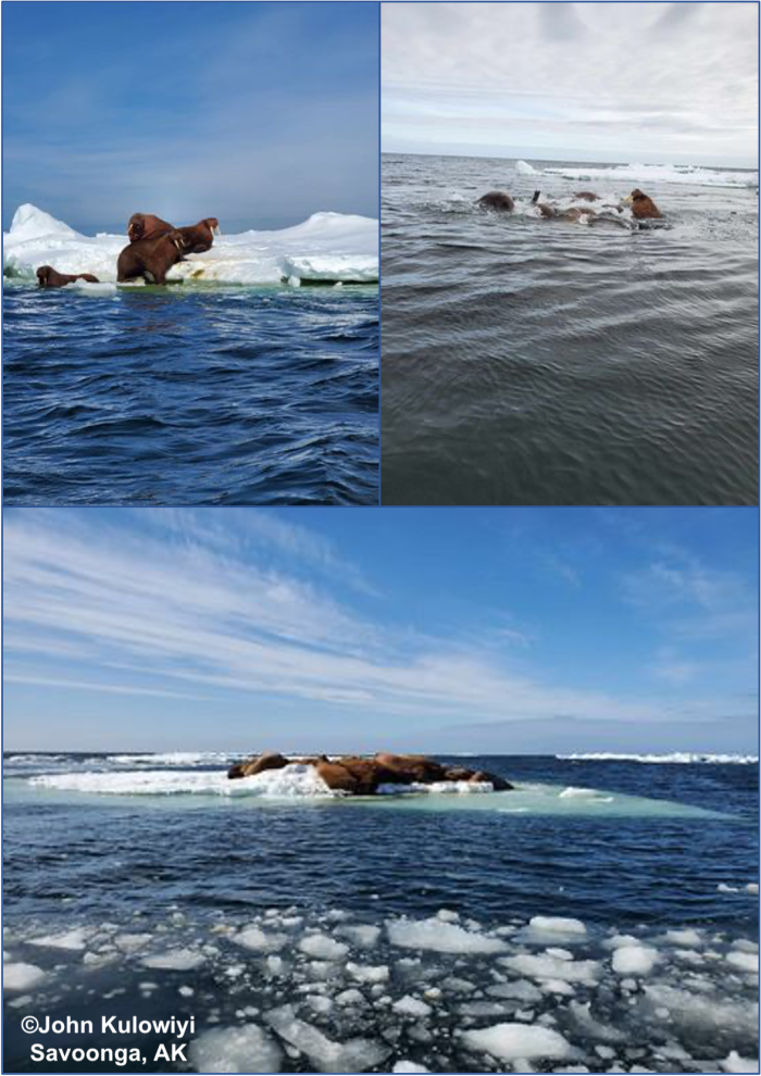 Walruses and sea ice near Savoonga. Photos courtesy of John Kulowiyi.