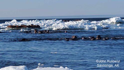 Walruses on sea ice near Savoonga. Photo courtesy of John Kulowiyi.