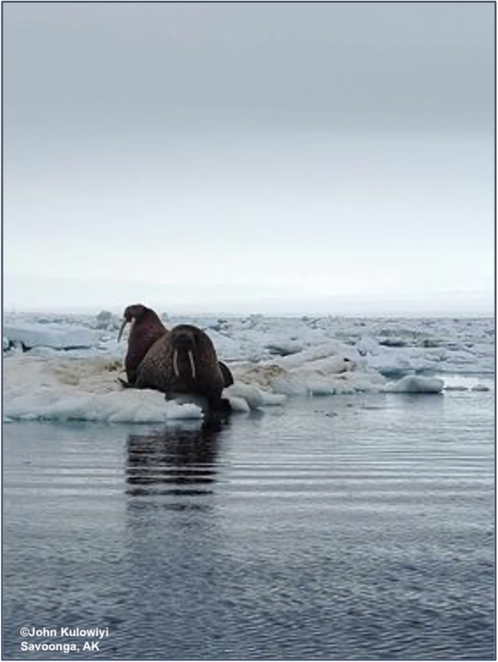 Walrus on pack ice near Savoonga. Photo courtesy of John Kulowiyi.