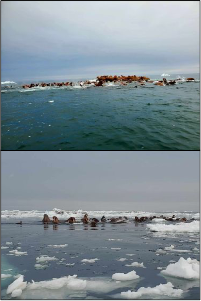 Herds of walruses on pack ice near Savoonga. Photos courtesy of John Kulowiyi.