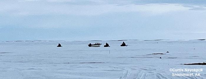 Crews returning successful with Bearded Seals in Shishmaref. Photo courtesy of Curtis Nayokpuk.