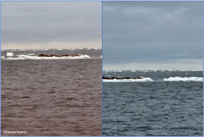 Walrus, weather, and sea-ice conditions 37 miles west of Hooper Bay. Photos courtesy of Darrell Walker.